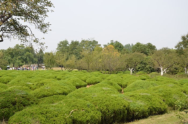 һȦȦ����ɫֲ��