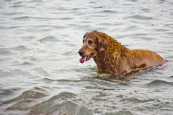 ��ë����Ӿ