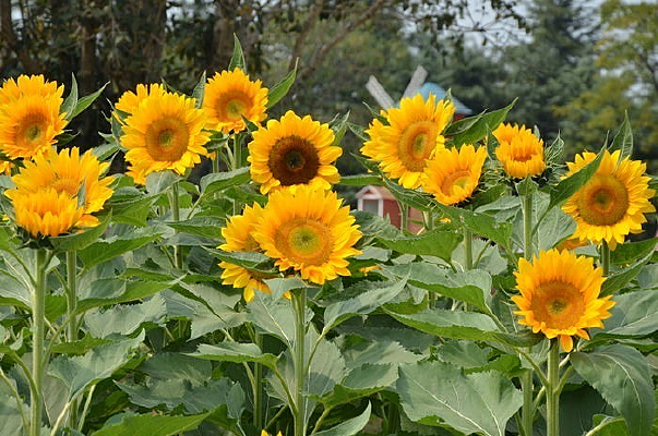 �ܶ����տ�һ��׷Ѱ��̫��