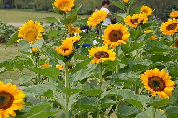 �ܶ����տ�һ��׷Ѱ��̫��֮��