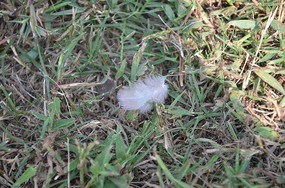 ���ڲݵ��ϵİ���ë