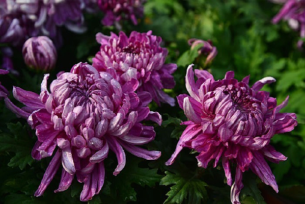 ʮ�߾�չ�Ϸۺ�ջ�