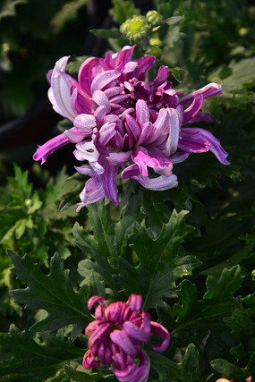 ʮ�߾�չ�Ϸۺ�ɫ�ľջ�