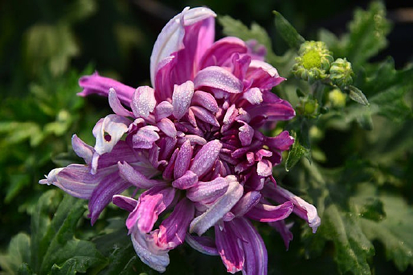 ʮ�߾�չ�����ŵķۺ�ɫ�ľջ�