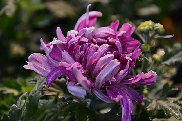 ʮ�߾�չ�����ŵľջ�