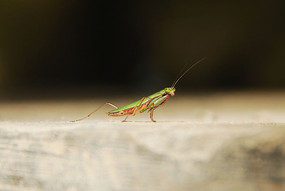 ̫���µ�һֻ���