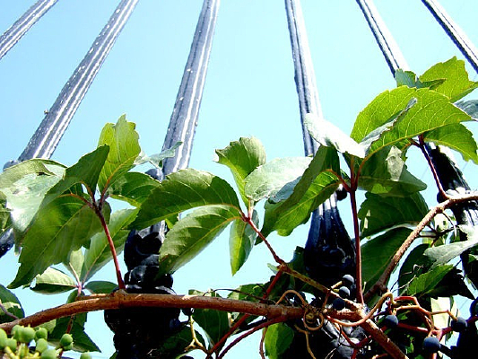 �����ϵ���ɽ��