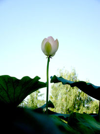 ����Ҷ��Χ�ŵĺɻ�