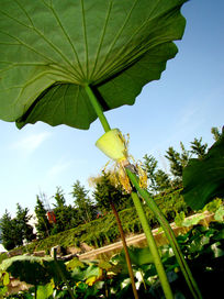 ����Ҷ���ŵ�����