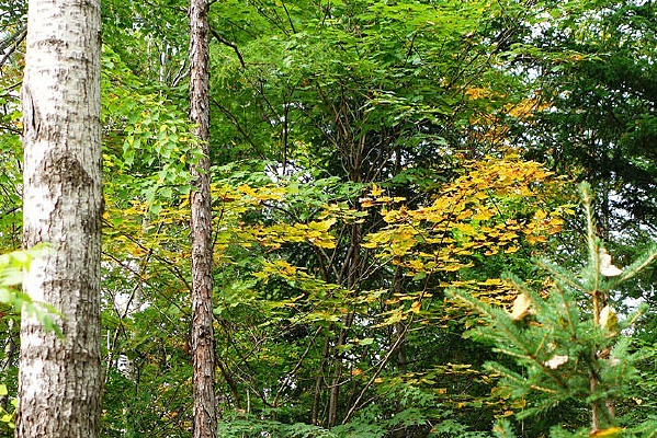 ����ɽ��ɫ