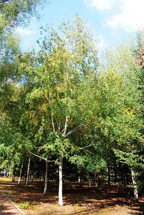 ����ɭ��