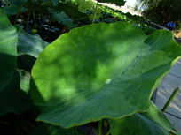 ����Ȼ��ͼƬ