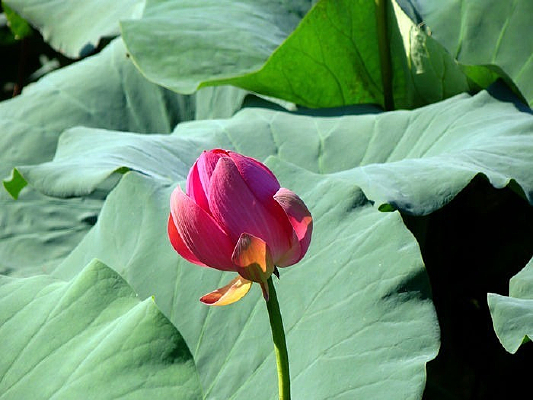 �ȴ����ŵĺɻ�