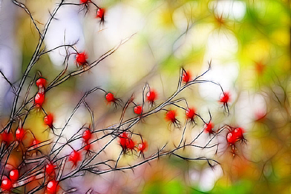 õ��ɫ��õ���ز�