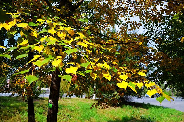 ���Ƶ���Ҷ