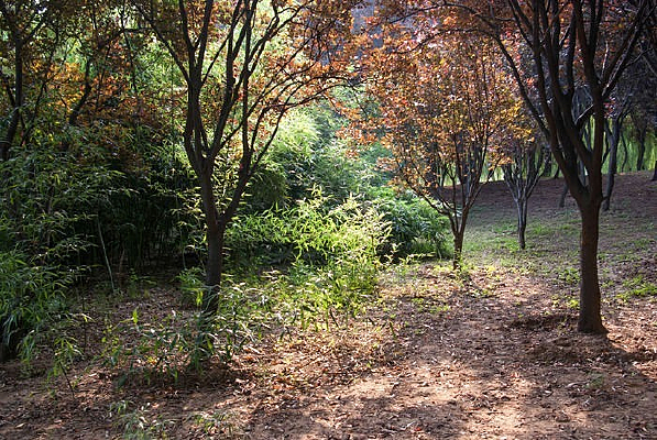 ��Ӱ�е�����