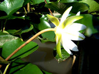 �ɻ������ı���