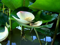 �ɻ�����