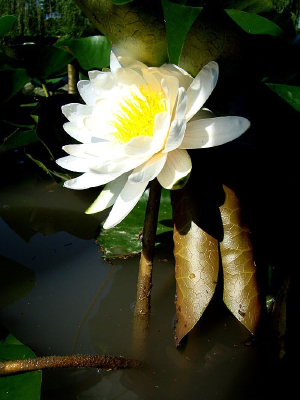 ��Ҷ�ϵĺɻ�