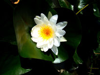 ���ں�Ҷ�ϵİ�ɫ�ɻ�