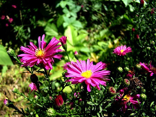 ���仨�Ļ�ɫ������ɫ�Ļ�