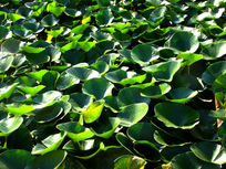 ���̵������Ҷ