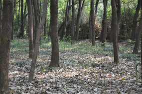 ���е��ﾰ