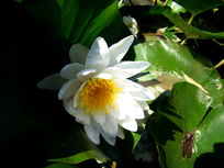 ��Ҷ�ϵİ׺ɻ�