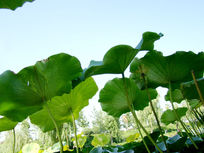 ����ĺ�Ҷ��