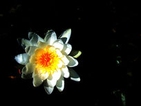 �����İ�ɫ�ɻ�