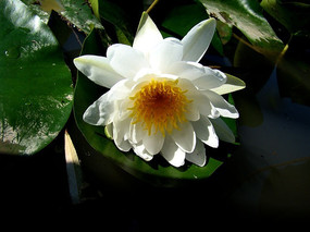 Ư����ˮ��