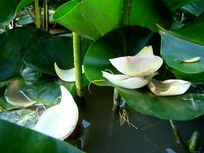 ɢ��ĺɻ�����