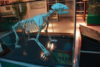 ��������������ƺ������è