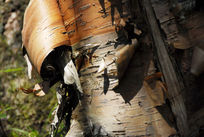 ��������������ƺ��Ȼ������