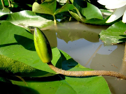 ˮ���Ļ��Ƕ�