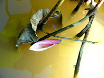 ˮ��Ư�źɻ�����