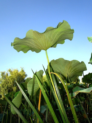 ϲ�������ɫ�����ĺ�Ҷ