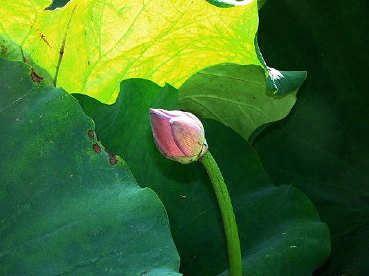 ������ͤͤ�����Ļ��Ƕ�