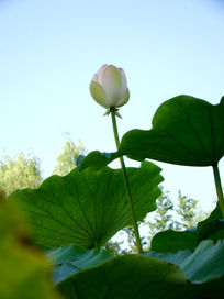 һ���չ�ĺɻ�