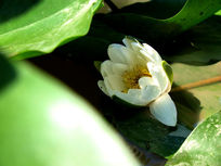 һ��� ������ ��ɫ�ɻ�