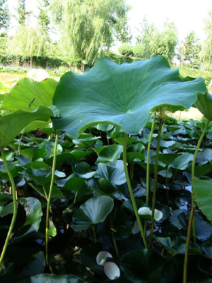 һƬչ���ĺ�Ҷ