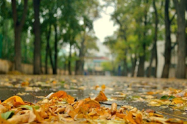 ������Ҷ