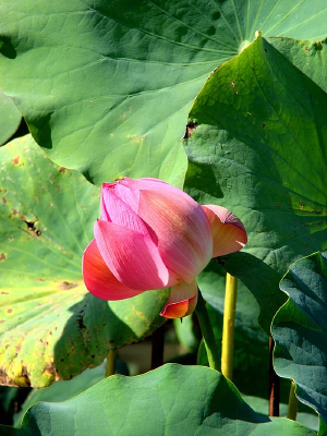 �ں����ﾲ�����ŵĺɻ�