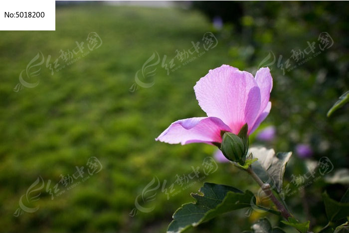 �峿������͸������ͼƬ