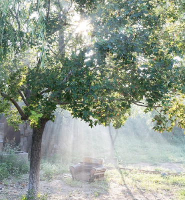 ������Ҷ������