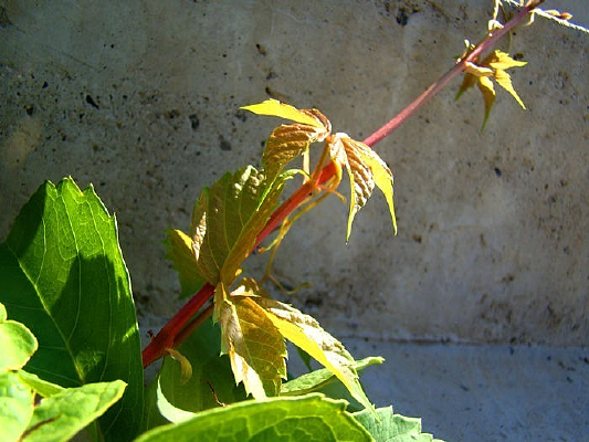 ǽ������ֲ��