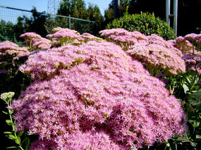 һƬ׳��ķۻ����߾�