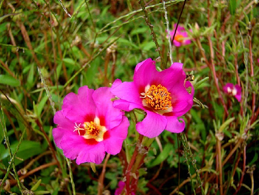 ��Զ��ɫҫ�۵������˻�