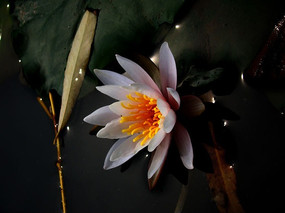 ��������ĺɻ�