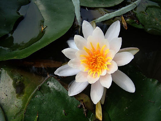 �ɻ�����